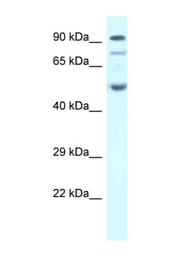 SESN2 / HI95 Antibody (aa268-317)