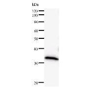 DNMT3B Antibody (clone 2280C3a)