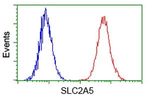 SLC2A5 / GLUT5 Antibody (clone OTI20E1)