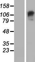 Human GARNL3 Protein (Over-Expression Lysate Myc-DDK (Flag))