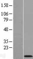 COX7A2 Protein (Over-Expression Lysate Myc-DDK (Flag))