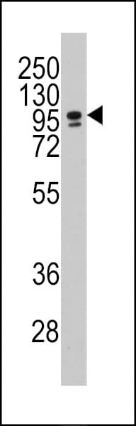 CEBPZ / CBF Antibody (aa1001-1029)