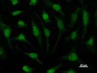 Monoclonal Mouse anti-Human TIP49 / RUVBL1 Antibody (clone 2943C1a, IF, WB)