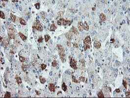 SDCBP / Syntenin Antibody (clone OTI2H6, Carrier-free)