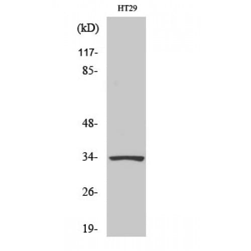 Polyclonal Rabbit anti-Human HOXB4 Antibody (Internal, WB)