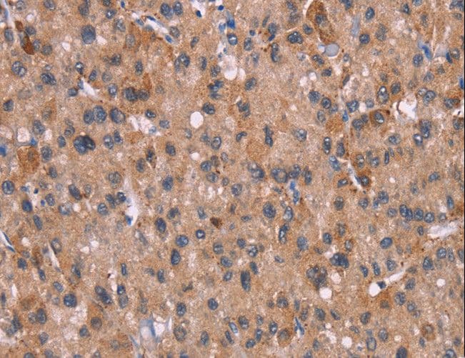 HRH3 / Histamine 3 Receptor Antibody
