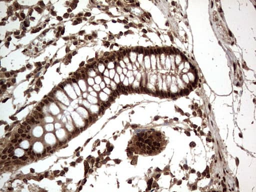 H2AFY2 Antibody (aa2-261, clone OTI1C2)
