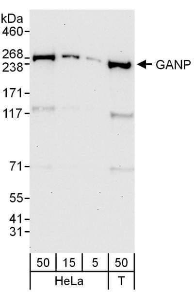 MCM3AP / GANP Antibody (aa1-50)