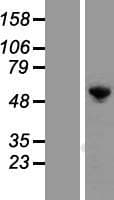 G3BP1 / G3BP Protein (Over-Expression Lysate Myc-DDK (Flag))
