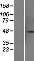 CCDC113 Protein (Over-Expression Lysate Myc-DDK (Flag))