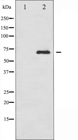 Polyclonal Rabbit anti-Human RELB Antibody (IF, WB)
