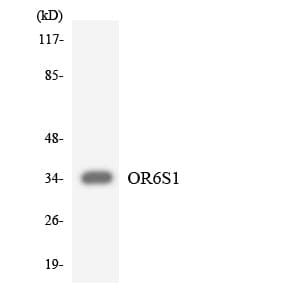 Polyclonal Rabbit anti-Human OR6S1 Antibody (aa155-204, WB)