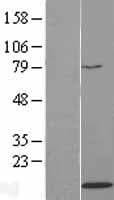 HIST2H4A Protein (Over-Expression Lysate Myc-DDK (Flag))