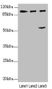 IWS1 Antibody