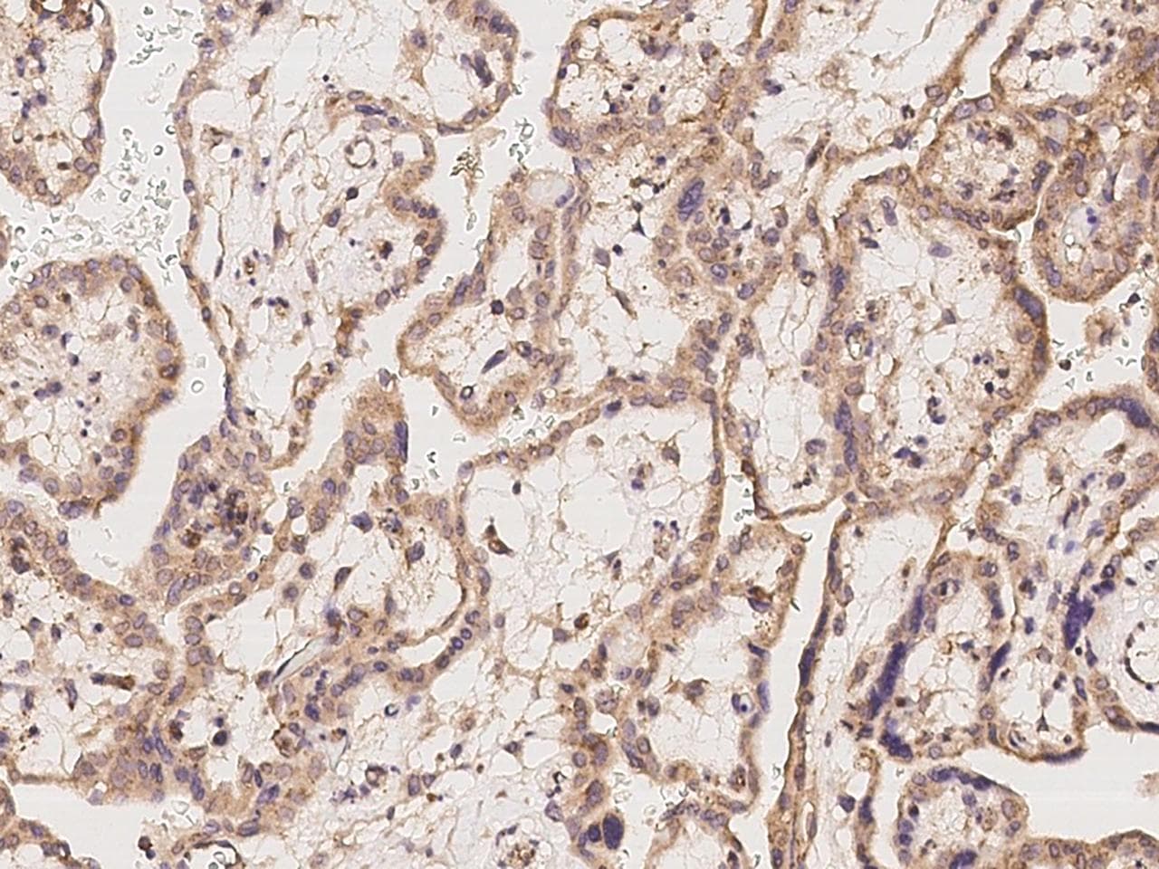 APOOL / Apolipoprotein O-Like Antibody