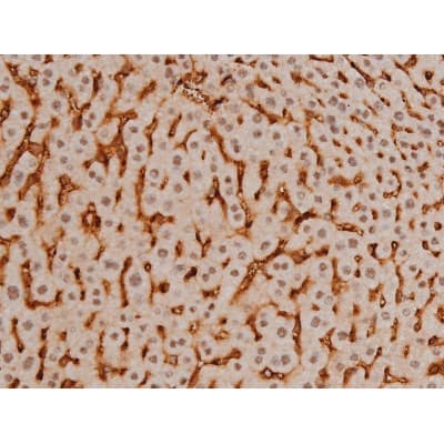 CREB1 / CREB Antibody (phospho-Ser133)