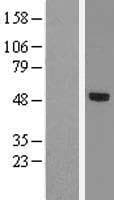 TBX20 Protein (Over-Expression Lysate Myc-DDK (Flag))