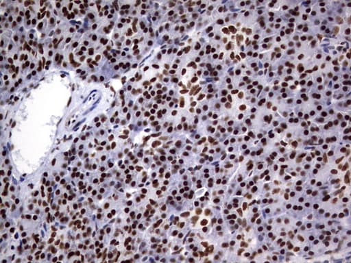 DDX56 Antibody (aa323-547, clone OTI11H7, Carrier-free)