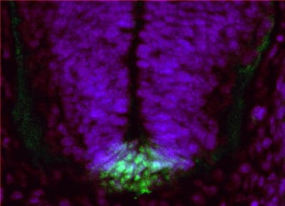 Polyclonal Goat anti-Human NATO3 / FERD3L Antibody (aa56-68, IHC)
