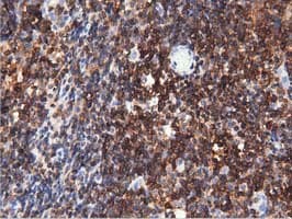 ARHGAP25 Antibody (clone OTI3G1)