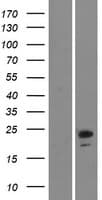 Human NINJ2 / Ninjurin 2 Protein (Over-Expression Lysate Myc-DDK (Flag))