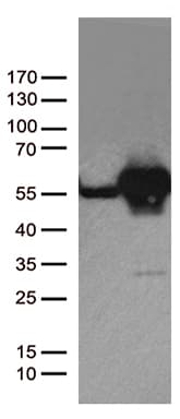 DDX39B / UAP56 Antibody (aa319-428, clone OTI2F11)