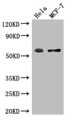 Polyclonal Rabbit anti-Human PUF60 Antibody (WB)