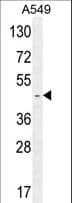 RBMX2 Antibody (aa242-271)