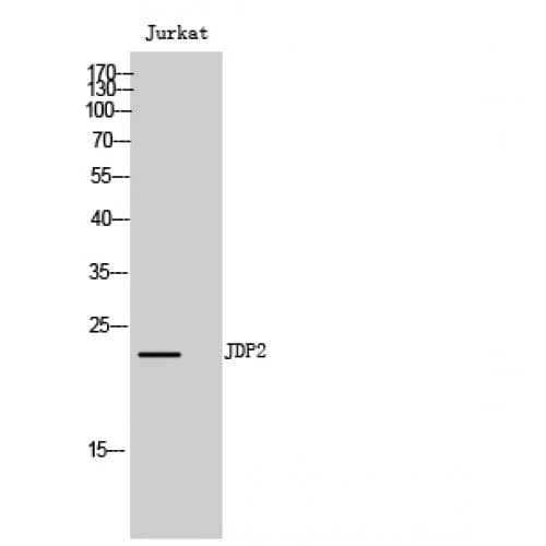 JUNDM2 / JDP2 Antibody (90-170 aa)