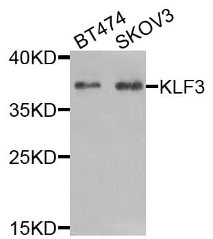 KLF3 Antibody