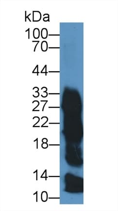 ZG16B Antibody (aa53-208, Biotin)