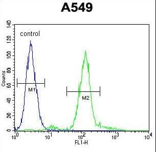 Monoclonal Mouse anti-Human ZEB1 / AREB6 Antibody (aa69-97, WB)
