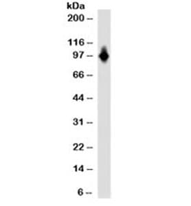 CD6 Antibody (clone SPV-L14, Azide-free, BSA-free)