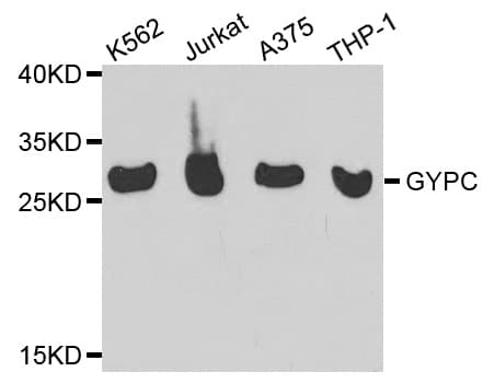 GYPC / Glycophorin C Antibody
