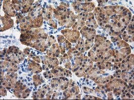 CTH / Cystathionase Antibody (clone OTI1E12, Carrier-free)