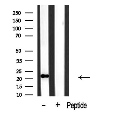 BST2 Antibody
