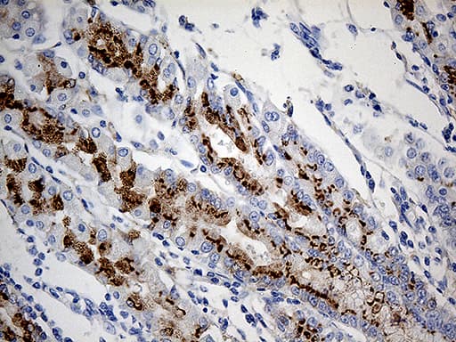 VAMP5 / VAMP-5 Antibody (clone OTI7F2)