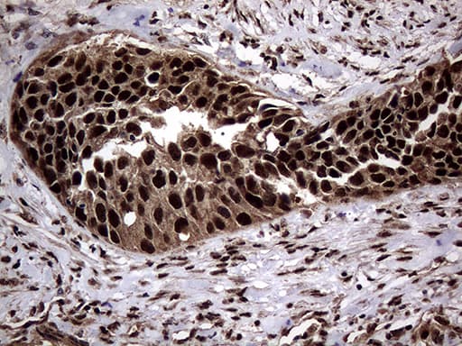 SSU72 Antibody (clone OTI5A1)