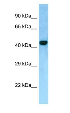 FAM175A / CCDC98 Antibody (C-Terminus)