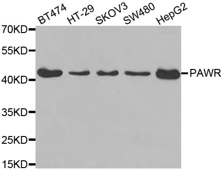 PAWR / PAR4 Antibody