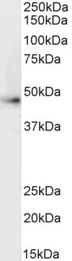Polyclonal Goat anti-Human ADRB2 Antibody (aa390-402, WB)