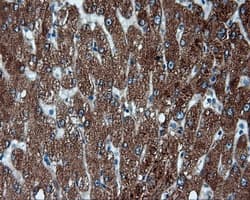 FAHD2A Antibody (clone OTI5G1)