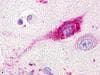 IHC-plus™ Polyclonal Rabbit anti-Human GPR20 Antibody (C-Terminus, IHC)