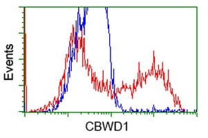 CBWD1 Antibody (clone OTI3A11, Carrier-free)