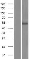 HTR3D / 5HT3D Receptor Protein (Over-Expression Lysate Myc-DDK (Flag))