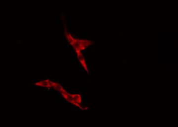 ARHGDIG / RHOGDI-3 Antibody
