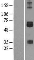 CREBH / CREB3L3 Protein (Over-Expression Lysate Myc-DDK (Flag))
