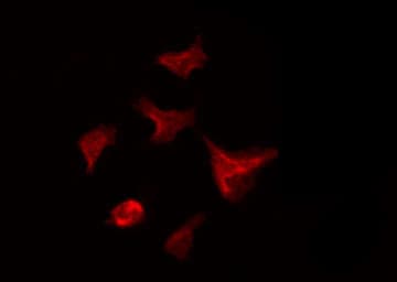 UBE1L / UBA7 Antibody