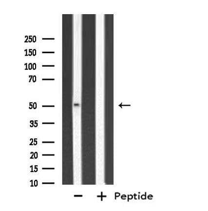 CYP3A7 Antibody