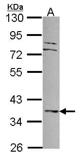 DUSP6 / MKP3 Antibody (aa129-381)